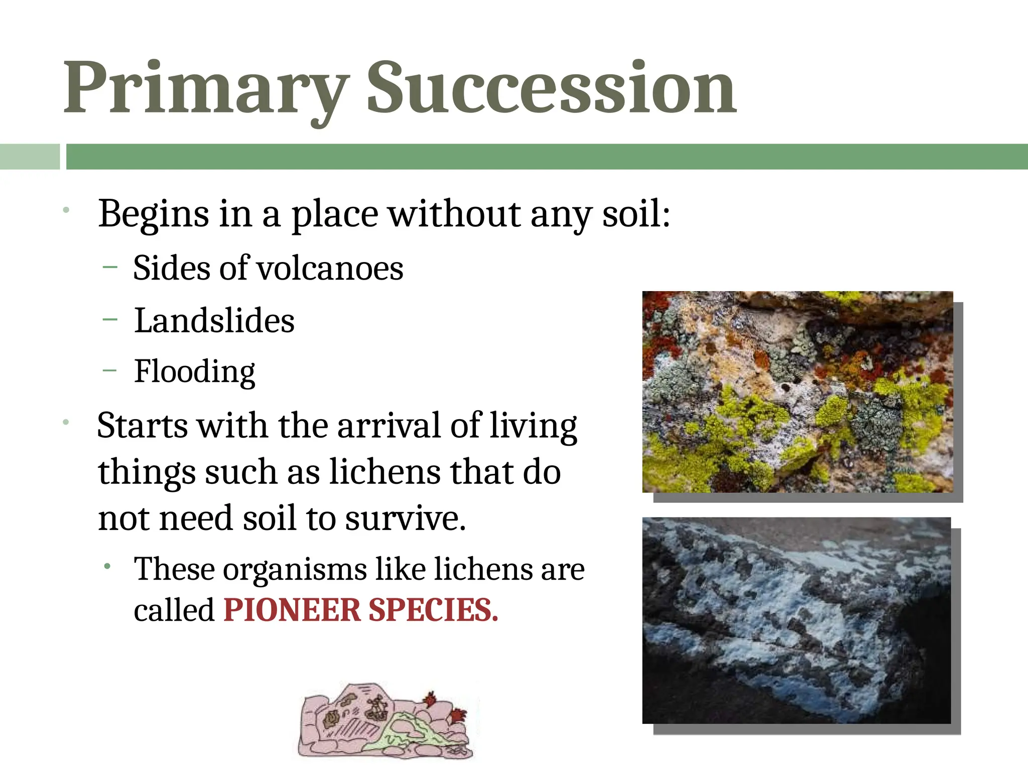 Primary Succession
• Begins in a place without any soil:
– Sides of volcanoes
– Landslides
– Flooding
• Starts with the arrival of living
things such as lichens that do
not need soil to survive.
• These organisms like lichens are
called PIONEER SPECIES.
 