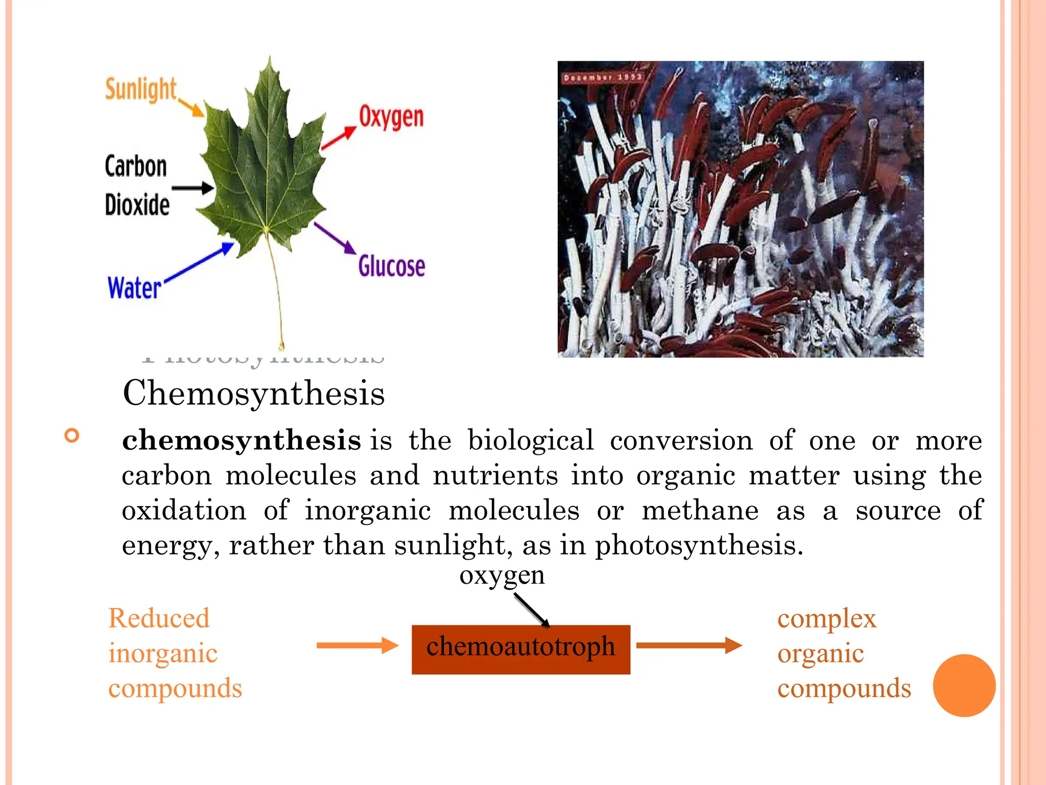 Photosynthesis
Chemosynthesis
 chemosynthesis is the biological conversion of one or more
carbon molecules and nutrients into organic matter using the
oxidation of inorganic molecules or methane as a source of
energy, rather than sunlight, as in photosynthesis.
chemoautotroph
Reduced
inorganic
compounds
complex
organic
compounds
oxygen
 
