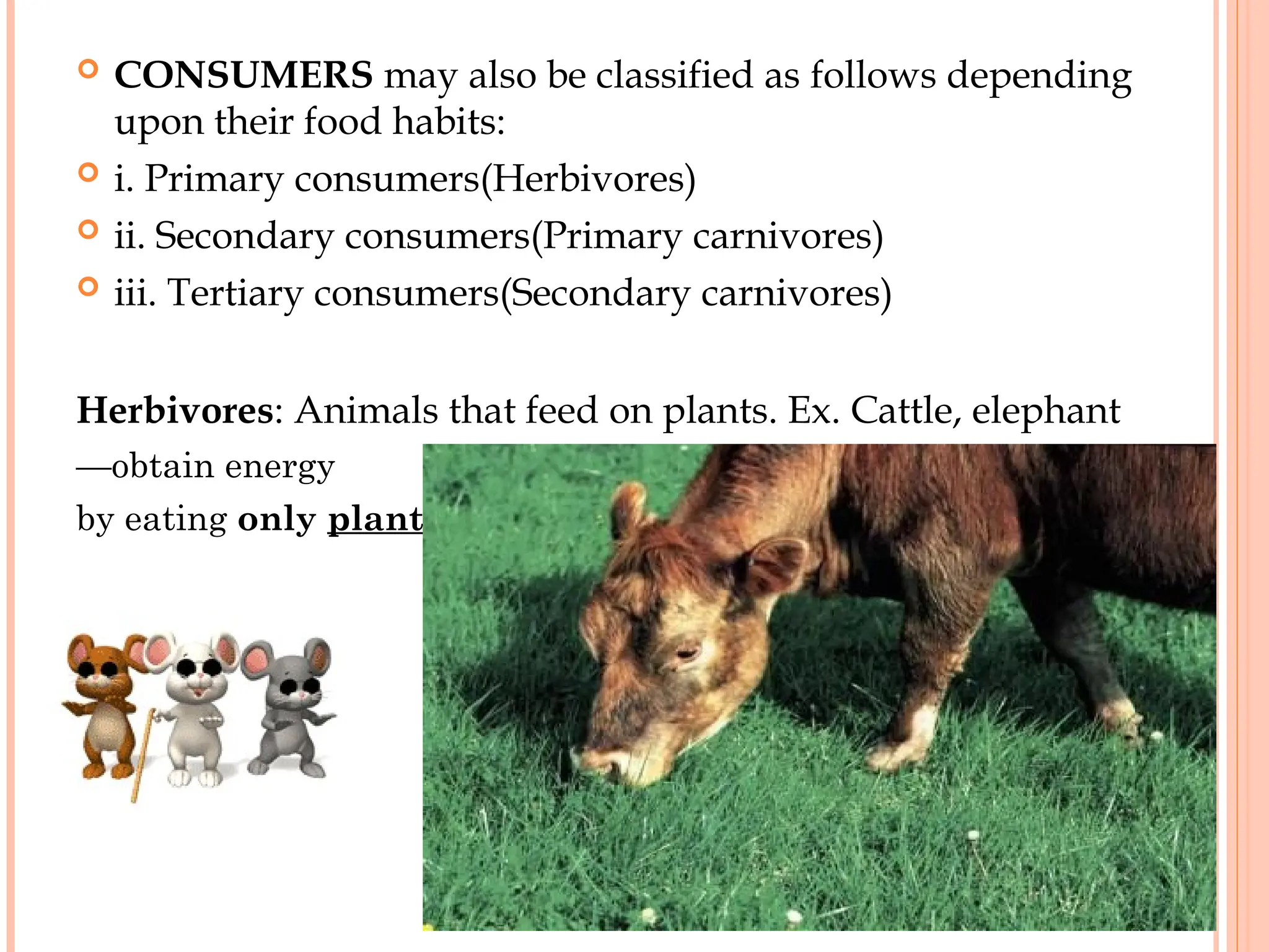  CONSUMERS may also be classified as follows depending
upon their food habits:
 i. Primary consumers(Herbivores)
 ii. Secondary consumers(Primary carnivores)
 iii. Tertiary consumers(Secondary carnivores)
Herbivores: Animals that feed on plants. Ex. Cattle, elephant
—obtain energy
by eating only plants
 