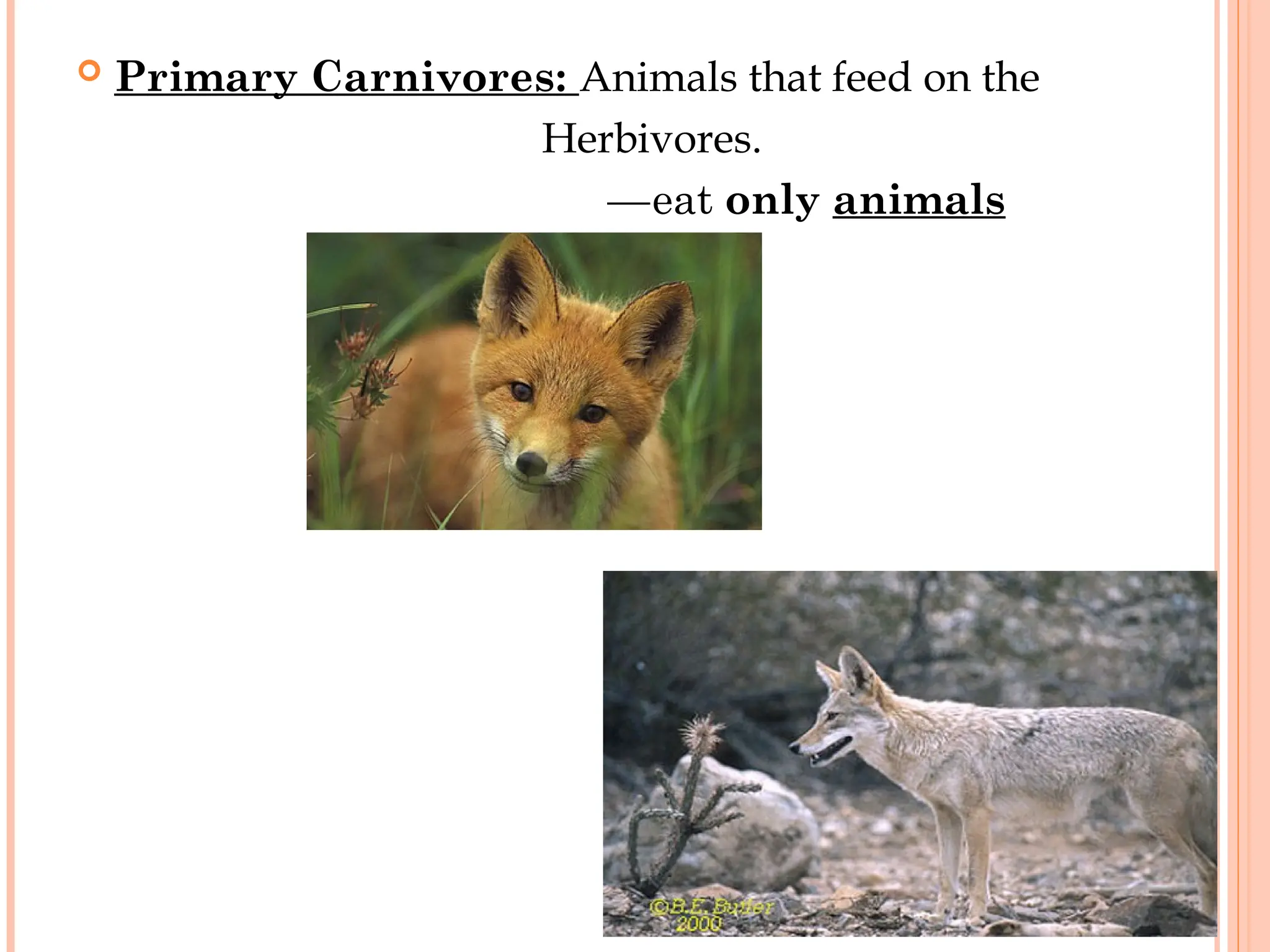  Primary Carnivores: Animals that feed on the
Herbivores.
—eat only animals
 