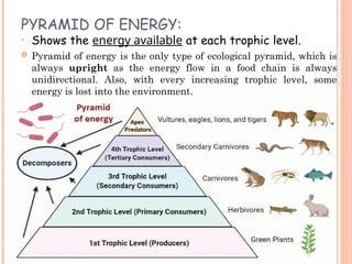 Energy Pyramids Unit Unit-2 Ecosystems and food chains, ecological pyramids | PPT