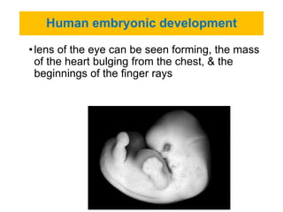 Eye Embryo Development Unit-2 FETALDEVELOPMENT.pdf for IV year B ScN | PDF