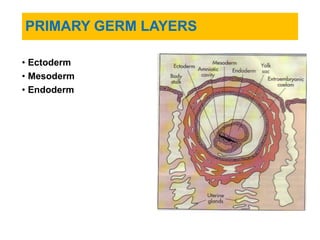 Unit-2 FETALDEVELOPMENT.pdf for IV year B ScN | PDF