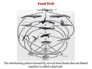 FoodWeb
The interlocking pattern formed by several food chains that are linked
together is called a food web.
 