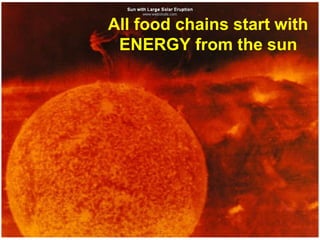 All food chains start with
ENERGY from the sun
 