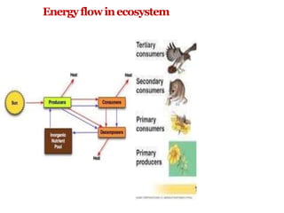 Energyflowinecosystem
 