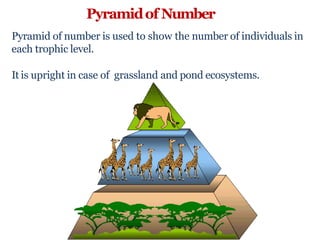 Pyramidof Number
Pyramid of number is used to show the number of individuals in
each trophic level.
It is upright in case of grassland and pond ecosystems.
 