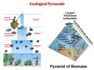 EcologicalPyramids
tertiary
consumers
secondary
consumers
primary
consumers
producers
75 g/m2
150g/m2
675g/m2
2000g/m2
 