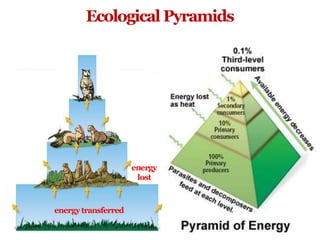 Ecological Pyramids
energy
lost
energy transferred
 
