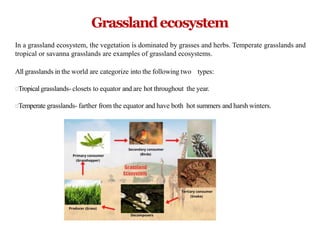 Grasslandecosystem
In a grassland ecosystem, the vegetation is dominated by grasses and herbs. Temperate grasslands and
tropical or savanna grasslands are examples of grassland ecosystems.
All grasslands in the world are categorize into the following two types:
Tropical grasslands- closets to equator and are hot throughout the year.
Temperate grasslands- farther from the equator and have both hot summers and harsh winters.
 