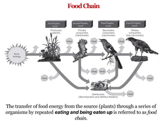 FoodChain
The transfer of food energy from the source (plants) through a series of
organisms by repeated eating and being eaten up is referred to as food
chain.
 
