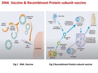 DNA Vaccine & Recombinant Protein subunit vaccine
Fig.1 DNA Vaccine Fig.2 Recombinant Protein subunit vaccine
 