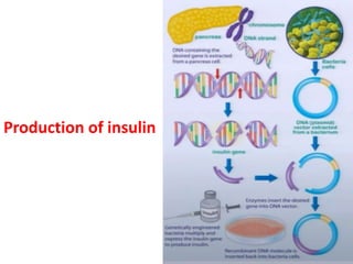 Production of insulin
 