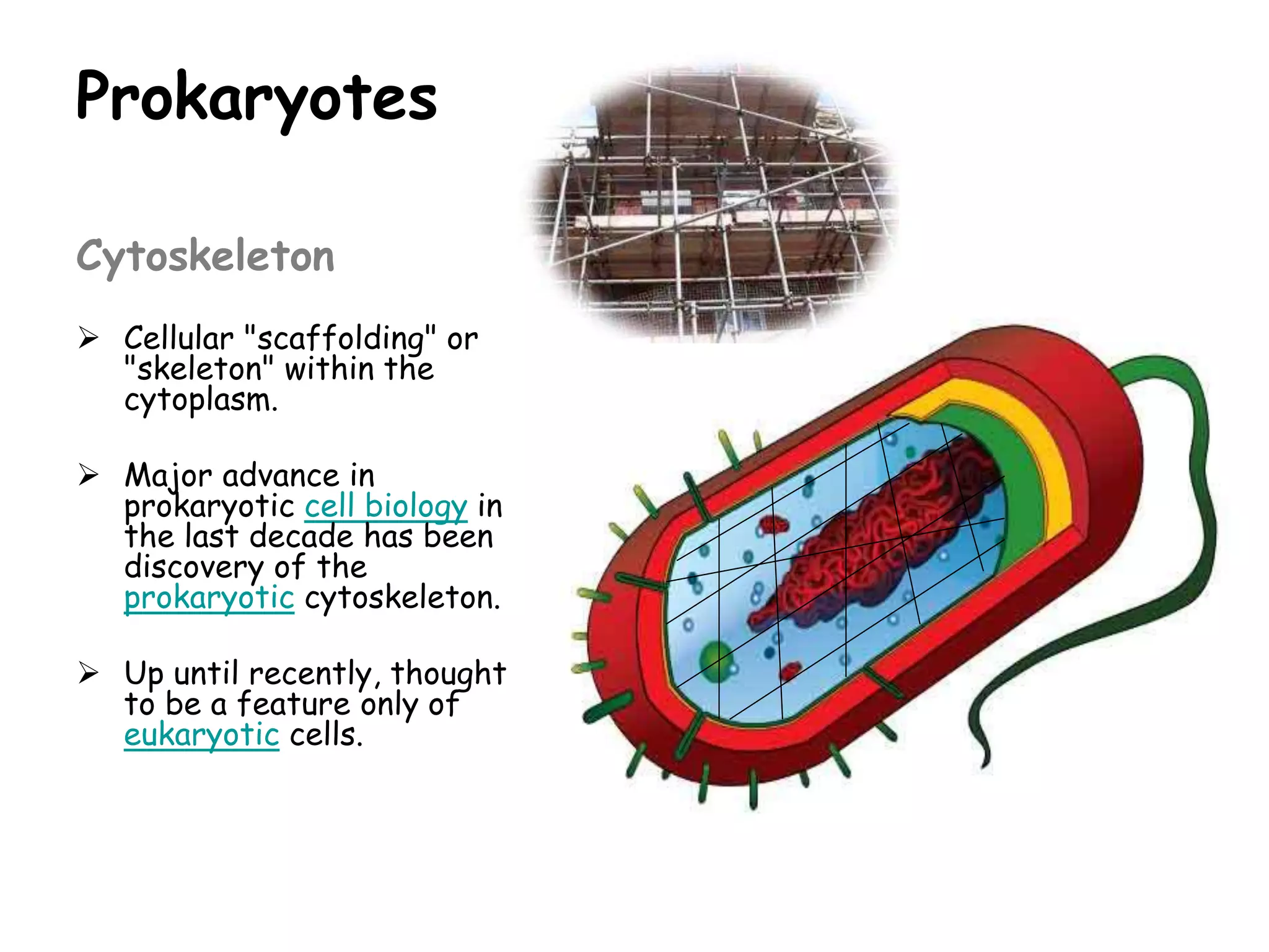 Prokaryotes
Cytoskeleton
 Cellular "scaffolding" or
"skeleton" within the
cytoplasm.
 Major advance in
prokaryotic cell biology in
the last decade has been
discovery of the
prokaryotic cytoskeleton.
 Up until recently, thought
to be a feature only of
eukaryotic cells.
 