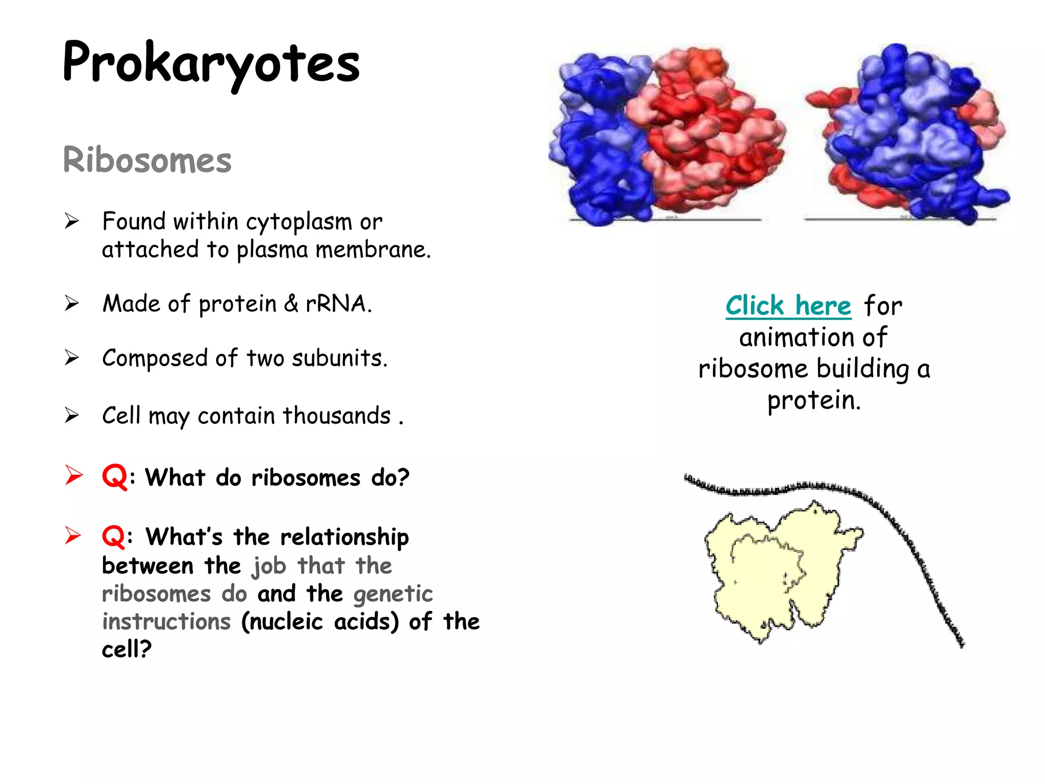Prokaryotes
Ribosomes
 Found within cytoplasm or
attached to plasma membrane.
 Made of protein & rRNA.
 Composed of two subunits.
 Cell may contain thousands .
 Q: What do ribosomes do?
 Q: What’s the relationship
between the job that the
ribosomes do and the genetic
instructions (nucleic acids) of the
cell?
Click here for
animation of
ribosome building a
protein.
 