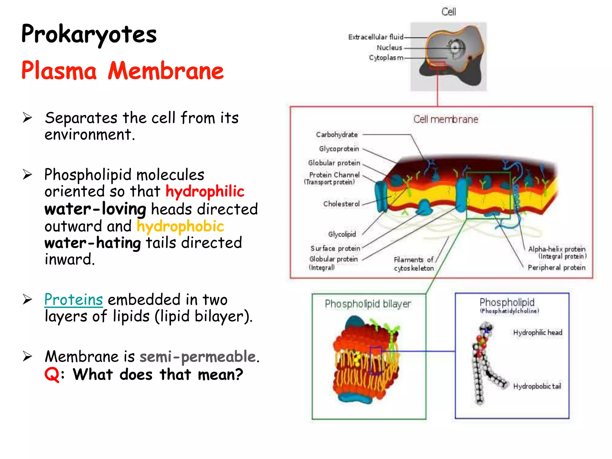  Separates the cell from its
environment.
 Phospholipid molecules
oriented so that hydrophilic
water-loving heads directed
outward and hydrophobic
water-hating tails directed
inward.
 Proteins embedded in two
layers of lipids (lipid bilayer).
 Membrane is semi-permeable.
Q: What does that mean?
Prokaryotes
Plasma Membrane
 