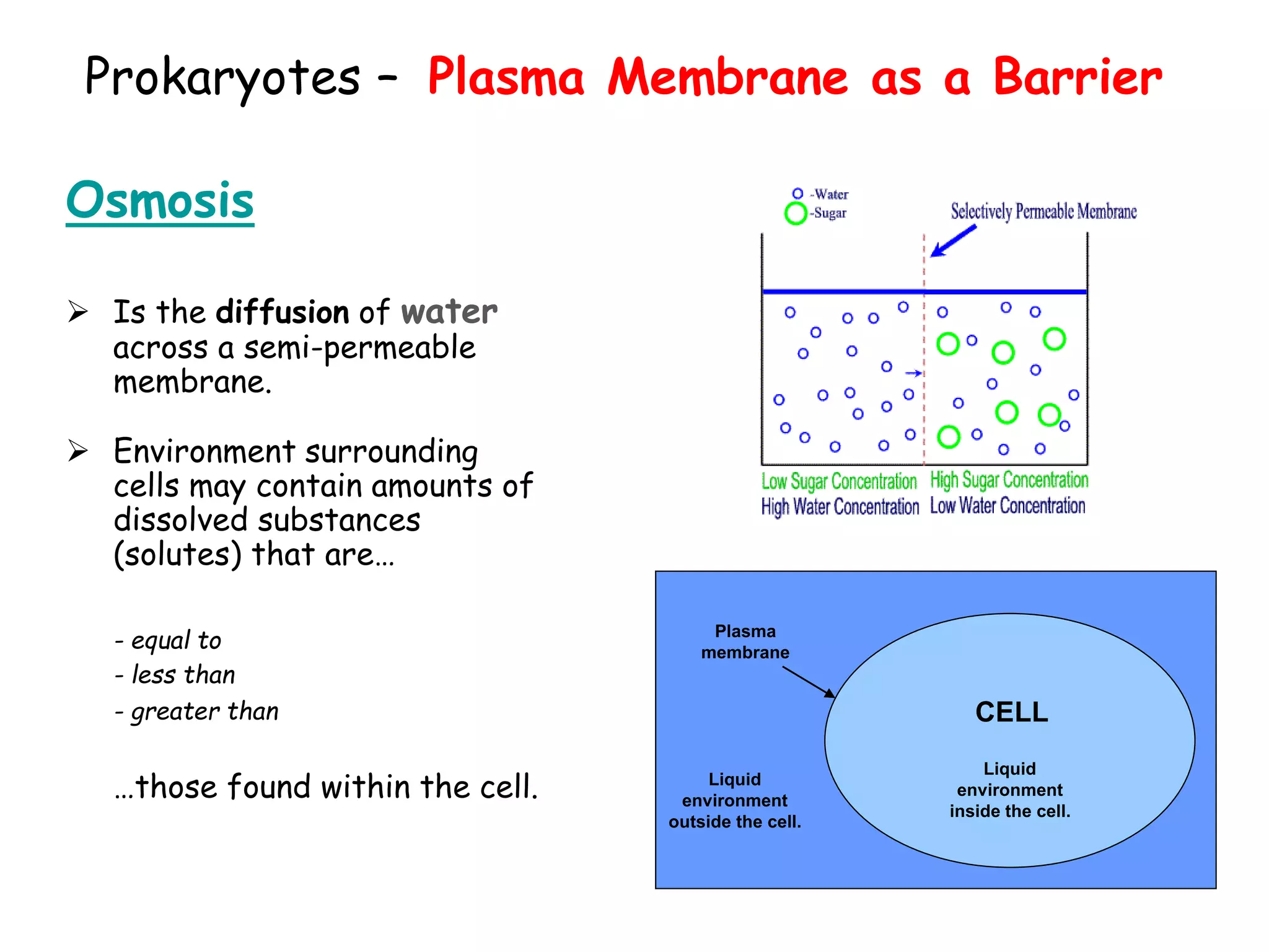 Prokaryotes – Plasma Membrane as a Barrier
Osmosis
 Is the diffusion of water
across a semi-permeable
membrane.
 Environment surrounding
cells may contain amounts of
dissolved substances
(solutes) that are…
- equal to
- less than
- greater than
…those found within the cell.
CELL
Plasma
membrane
Liquid
environment
outside the cell.
Liquid
environment
inside the cell.
 