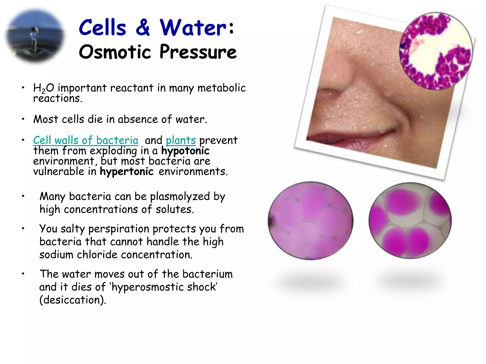 • H2O important reactant in many metabolic
reactions.
• Most cells die in absence of water.
• Cell walls of bacteria and plants prevent
them from exploding in a hypotonic
environment, but most bacteria are
vulnerable in hypertonic environments.
• Many bacteria can be plasmolyzed by
high concentrations of solutes.
• You salty perspiration protects you from
bacteria that cannot handle the high
sodium chloride concentration.
• The water moves out of the bacterium
and it dies of ‘hyperosmostic shock’
(desiccation).
Cells & Water:
Osmotic Pressure
 
