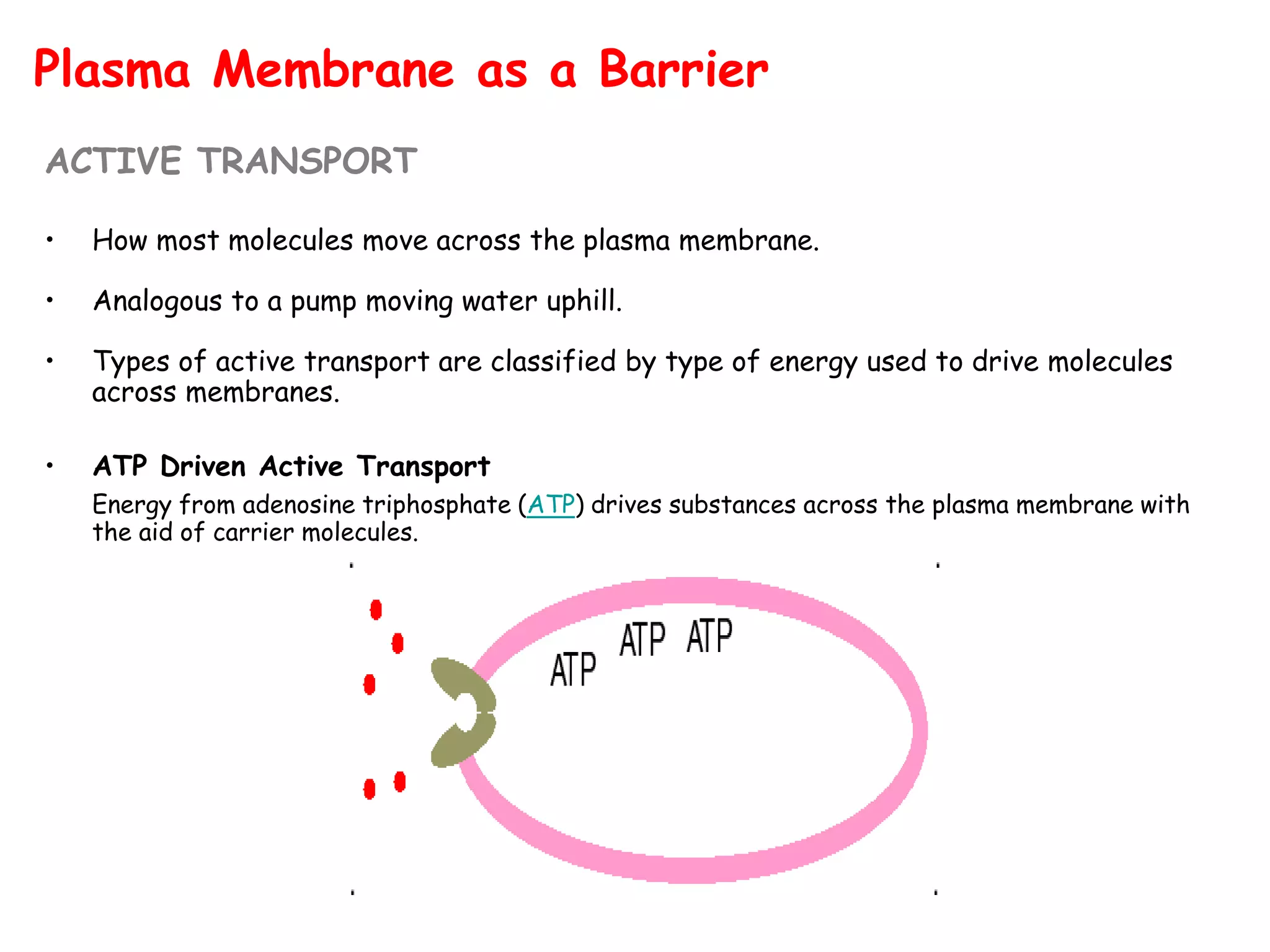Plasma Membrane as a Barrier
ACTIVE TRANSPORT
• How most molecules move across the plasma membrane.
• Analogous to a pump moving water uphill.
• Types of active transport are classified by type of energy used to drive molecules
across membranes.
• ATP Driven Active Transport
Energy from adenosine triphosphate (ATP) drives substances across the plasma membrane with
the aid of carrier molecules.
 