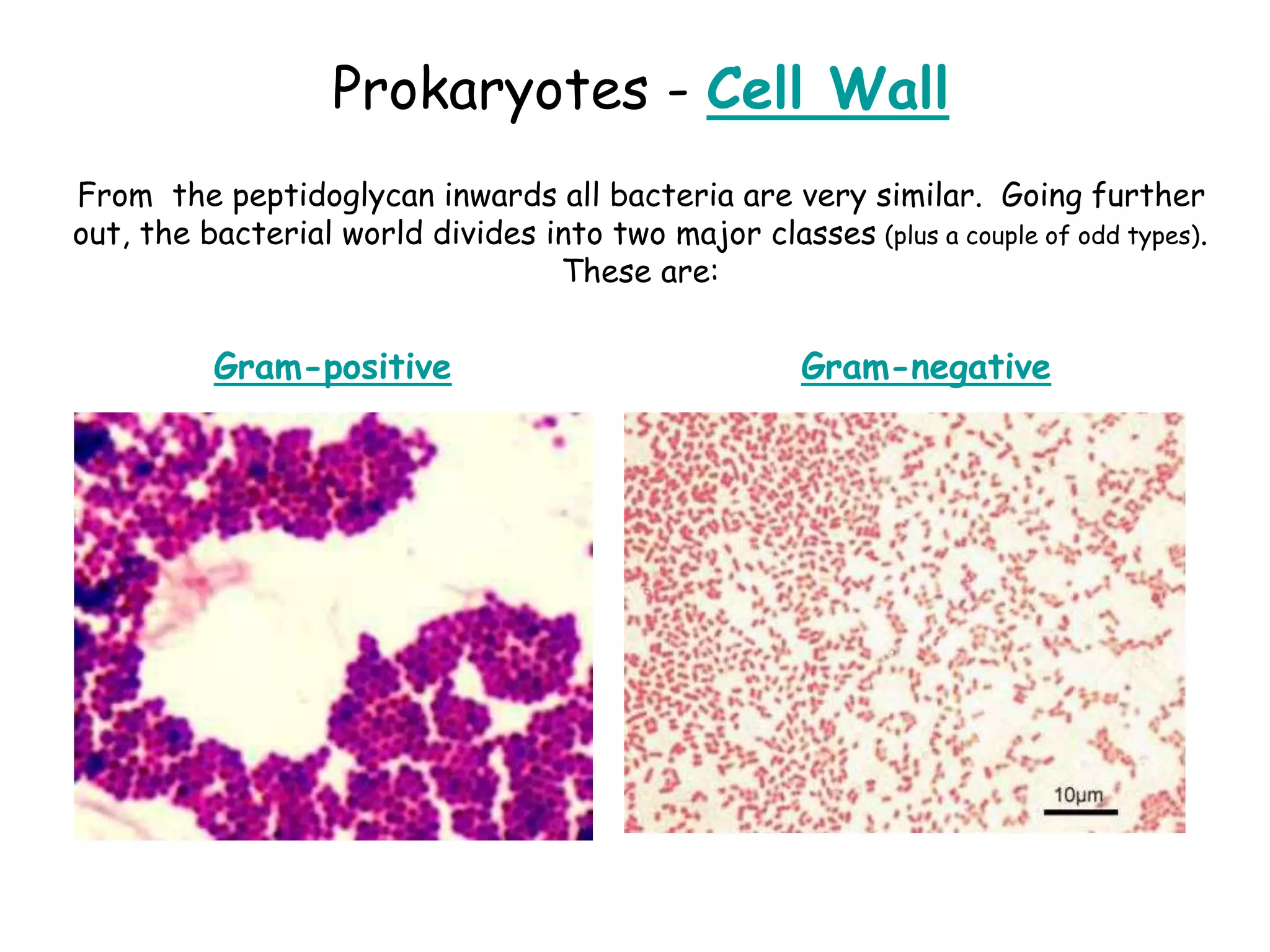 From the peptidoglycan inwards all bacteria are very similar. Going further
out, the bacterial world divides into two major classes (plus a couple of odd types).
These are:
Gram-positive Gram-negative
Prokaryotes - Cell Wall
 