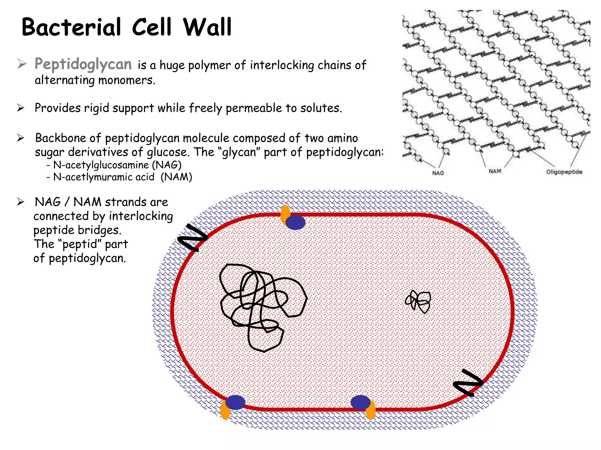  Peptidoglycan is a huge polymer of interlocking chains of
alternating monomers.
 Provides rigid support while freely permeable to solutes.
 Backbone of peptidoglycan molecule composed of two amino
sugar derivatives of glucose. The “glycan” part of peptidoglycan:
- N-acetylglucosamine (NAG)
- N-acetlymuramic acid (NAM)
 NAG / NAM strands are
connected by interlocking
peptide bridges.
The “peptid” part
of peptidoglycan.
Bacterial Cell Wall
 