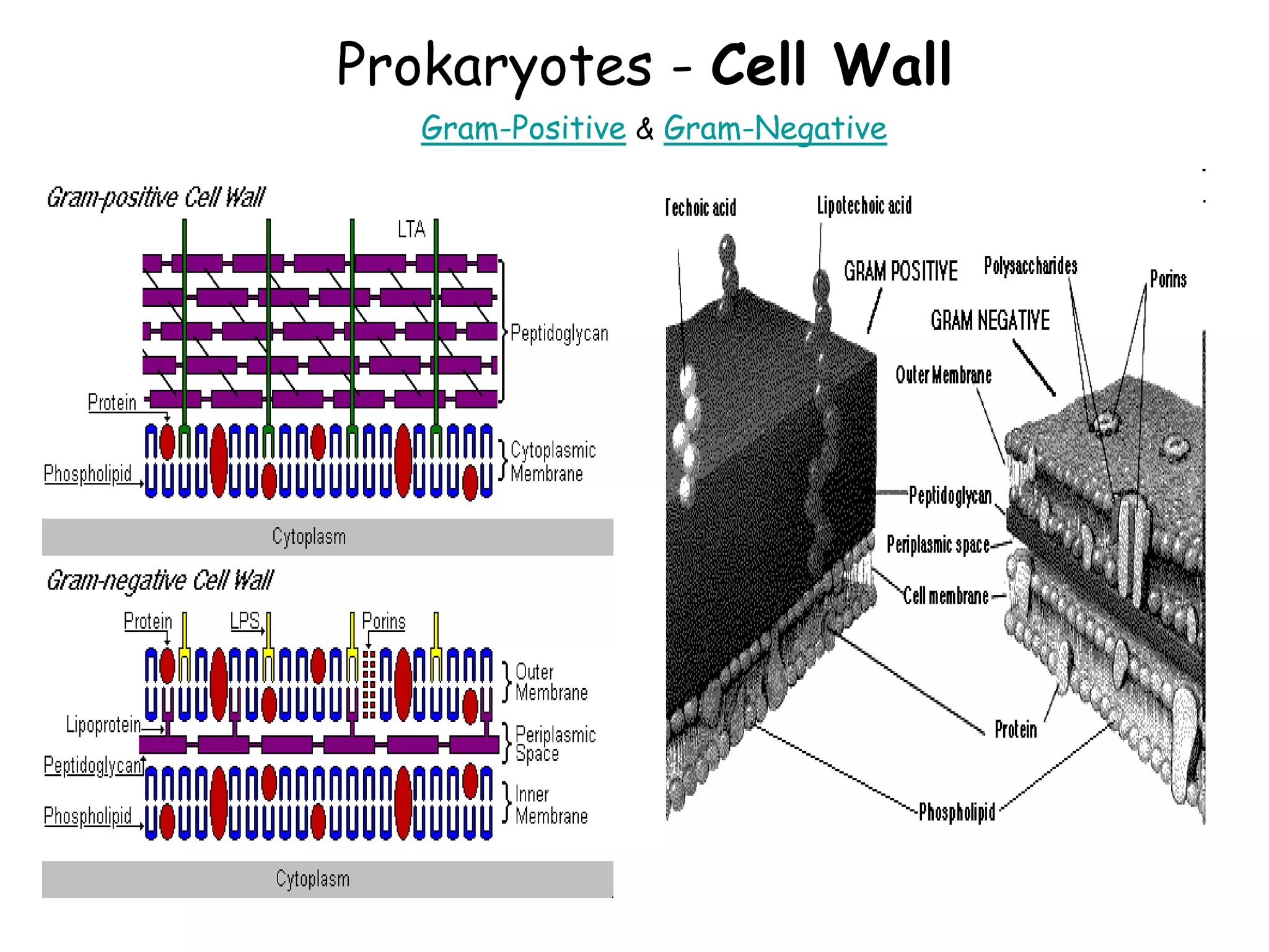 Prokaryotes - Cell Wall
Gram-Positive & Gram-Negative
 