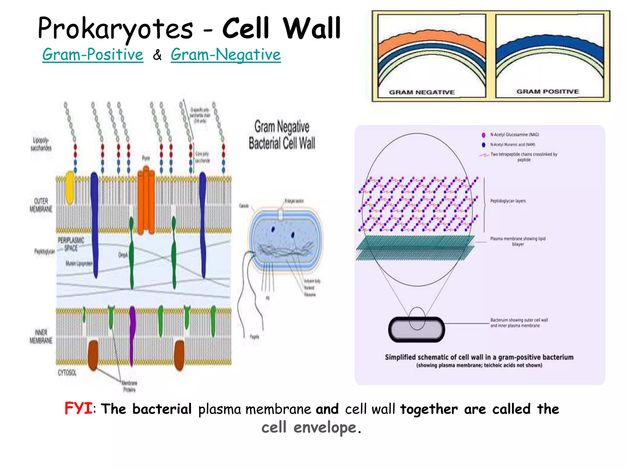 Prokaryotes - Cell Wall
Gram-Positive & Gram-Negative
FYI: The bacterial plasma membrane and cell wall together are called the
cell envelope.
 