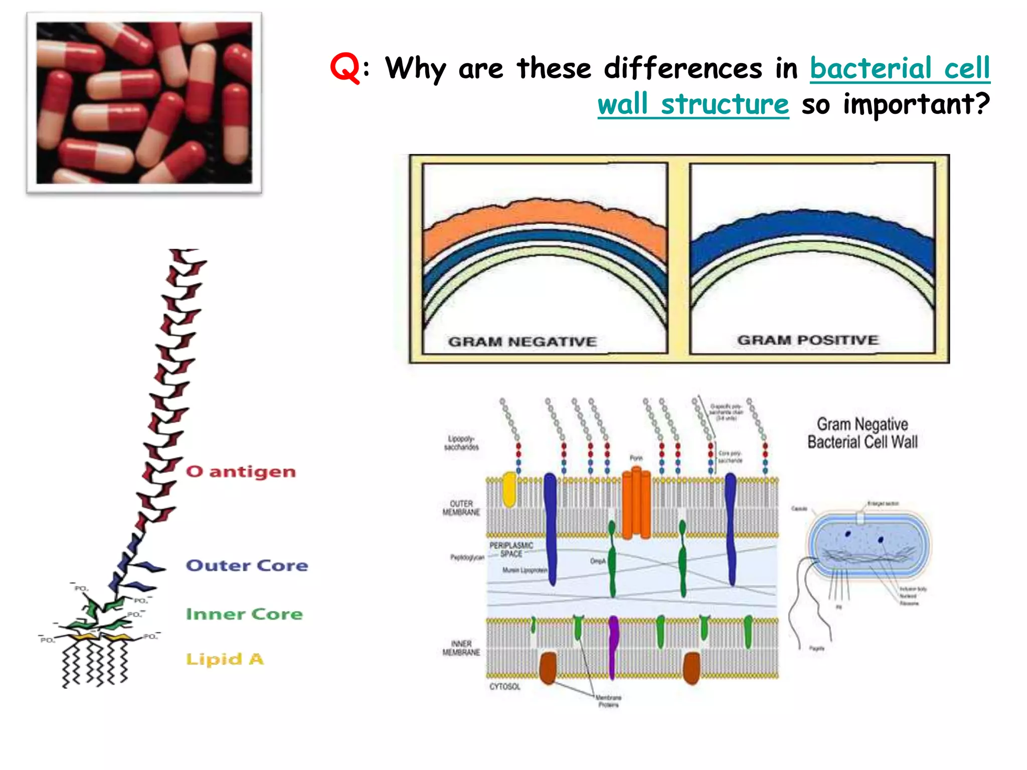 Q: Why are these differences in bacterial cell
wall structure so important?
 