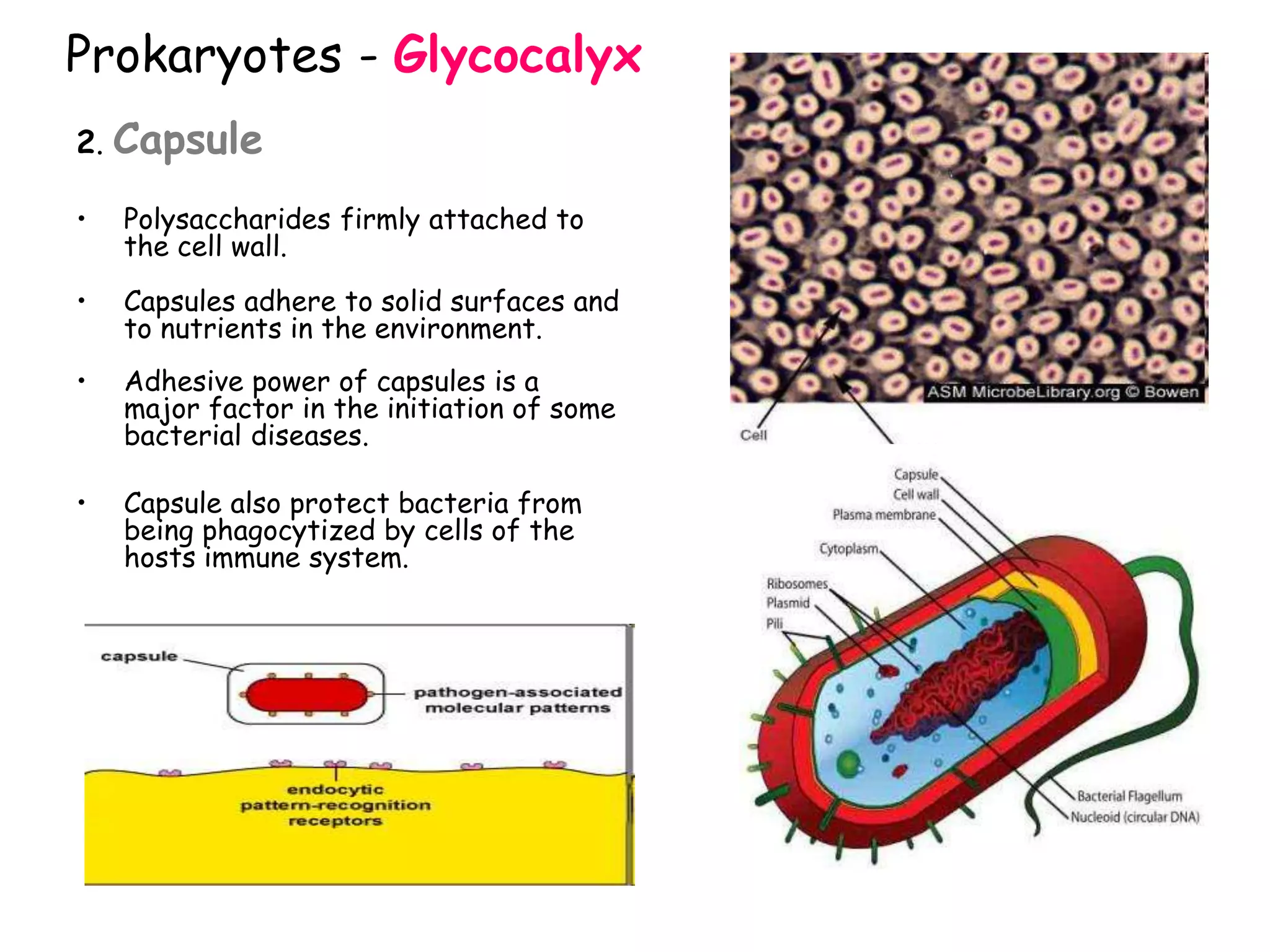 Prokaryotes - Glycocalyx
2. Capsule
• Polysaccharides firmly attached to
the cell wall.
• Capsules adhere to solid surfaces and
to nutrients in the environment.
• Adhesive power of capsules is a
major factor in the initiation of some
bacterial diseases.
• Capsule also protect bacteria from
being phagocytized by cells of the
hosts immune system.
 