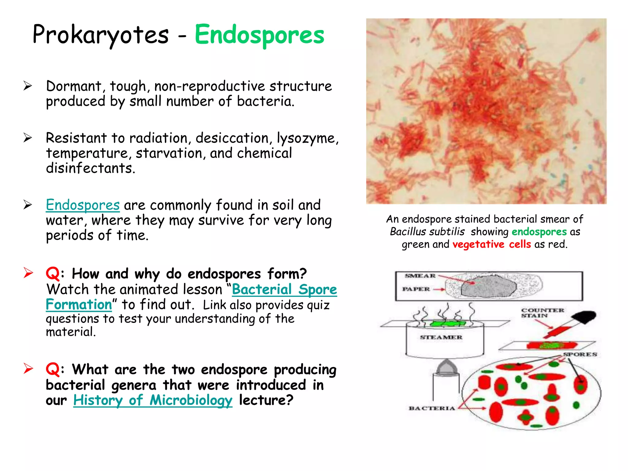 Prokaryotes - Endospores
 Dormant, tough, non-reproductive structure
produced by small number of bacteria.
 Resistant to radiation, desiccation, lysozyme,
temperature, starvation, and chemical
disinfectants.
 Endospores are commonly found in soil and
water, where they may survive for very long
periods of time.
 Q: How and why do endospores form?
Watch the animated lesson “Bacterial Spore
Formation” to find out. Link also provides quiz
questions to test your understanding of the
material.
 Q: What are the two endospore producing
bacterial genera that were introduced in
our History of Microbiology lecture?
An endospore stained bacterial smear of
Bacillus subtilis showing endospores as
green and vegetative cells as red.
 