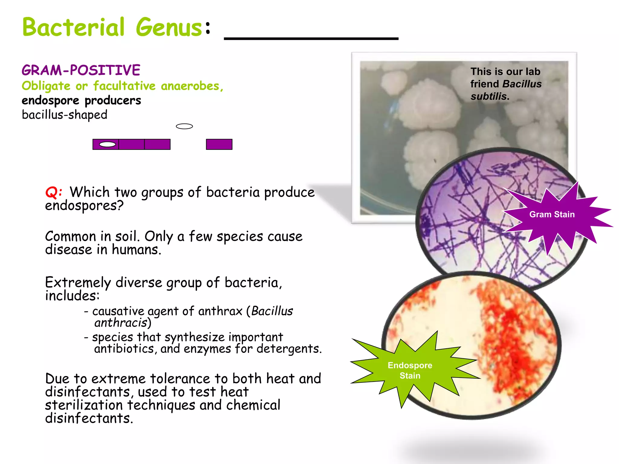 GRAM-POSITIVE
Obligate or facultative anaerobes,
endospore producers
bacillus-shaped
Q: Which two groups of bacteria produce
endospores?
Common in soil. Only a few species cause
disease in humans.
Extremely diverse group of bacteria,
includes:
- causative agent of anthrax (Bacillus
anthracis)
- species that synthesize important
antibiotics, and enzymes for detergents.
Due to extreme tolerance to both heat and
disinfectants, used to test heat
sterilization techniques and chemical
disinfectants.
Bacterial Genus: __________
This is our lab
friend Bacillus
subtilis.
Gram Stain
Endospore
Stain
 