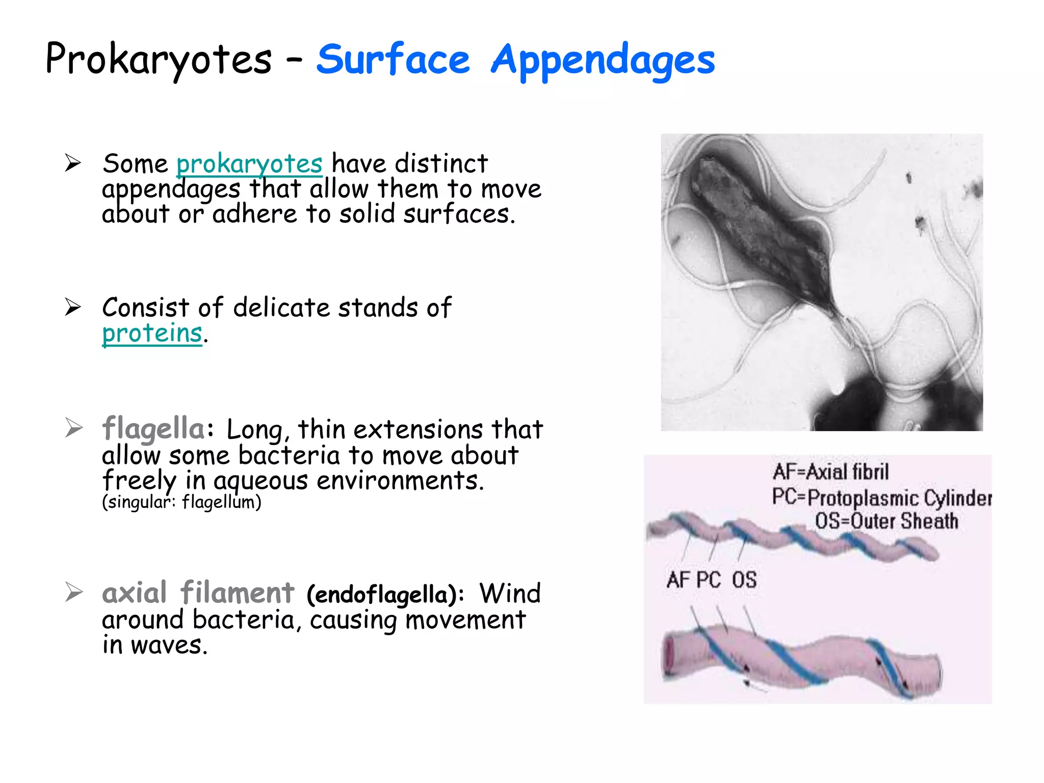 Prokaryotes – Surface Appendages
 Some prokaryotes have distinct
appendages that allow them to move
about or adhere to solid surfaces.
 Consist of delicate stands of
proteins.
 flagella: Long, thin extensions that
allow some bacteria to move about
freely in aqueous environments.
(singular: flagellum)
 axial filament (endoflagella): Wind
around bacteria, causing movement
in waves.
 