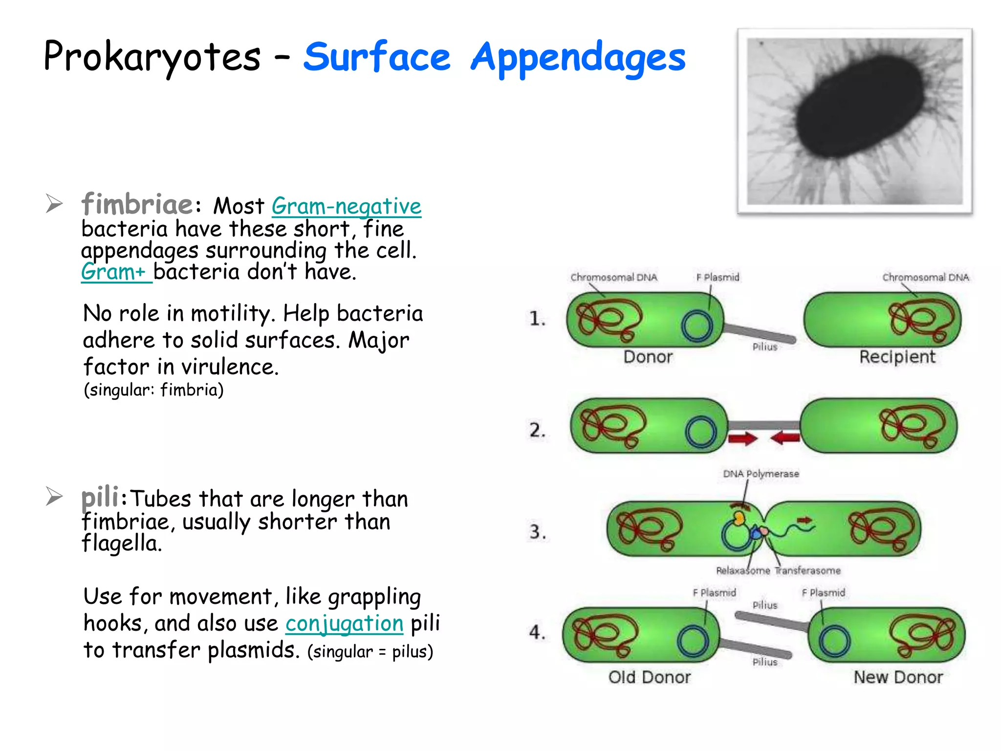 Prokaryotes – Surface Appendages
 fimbriae: Most Gram-negative
bacteria have these short, fine
appendages surrounding the cell.
Gram+ bacteria don’t have.
No role in motility. Help bacteria
adhere to solid surfaces. Major
factor in virulence.
(singular: fimbria)
 pili:Tubes that are longer than
fimbriae, usually shorter than
flagella.
Use for movement, like grappling
hooks, and also use conjugation pili
to transfer plasmids. (singular = pilus)
 