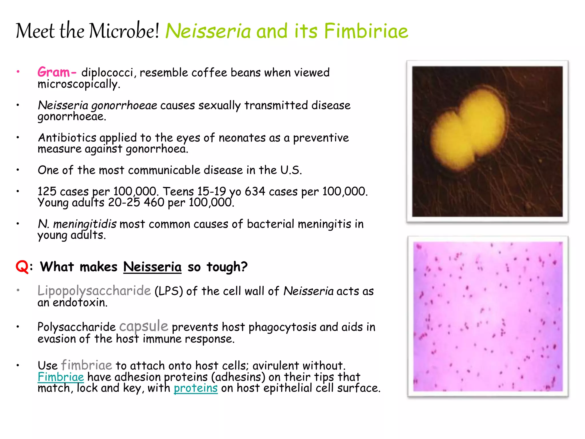 Meet the Microbe! Neisseria and its Fimbiriae
• Gram- diplococci, resemble coffee beans when viewed
microscopically.
• Neisseria gonorrhoeae causes sexually transmitted disease
gonorrhoeae.
• Antibiotics applied to the eyes of neonates as a preventive
measure against gonorrhoea.
• One of the most communicable disease in the U.S.
• 125 cases per 100,000. Teens 15-19 yo 634 cases per 100,000.
Young adults 20-25 460 per 100,000.
• N. meningitidis most common causes of bacterial meningitis in
young adults.
Q: What makes Neisseria so tough?
• Lipopolysaccharide (LPS) of the cell wall of Neisseria acts as
an endotoxin.
• Polysaccharide capsule prevents host phagocytosis and aids in
evasion of the host immune response.
• Use fimbriae to attach onto host cells; avirulent without.
Fimbriae have adhesion proteins (adhesins) on their tips that
match, lock and key, with proteins on host epithelial cell surface.
 