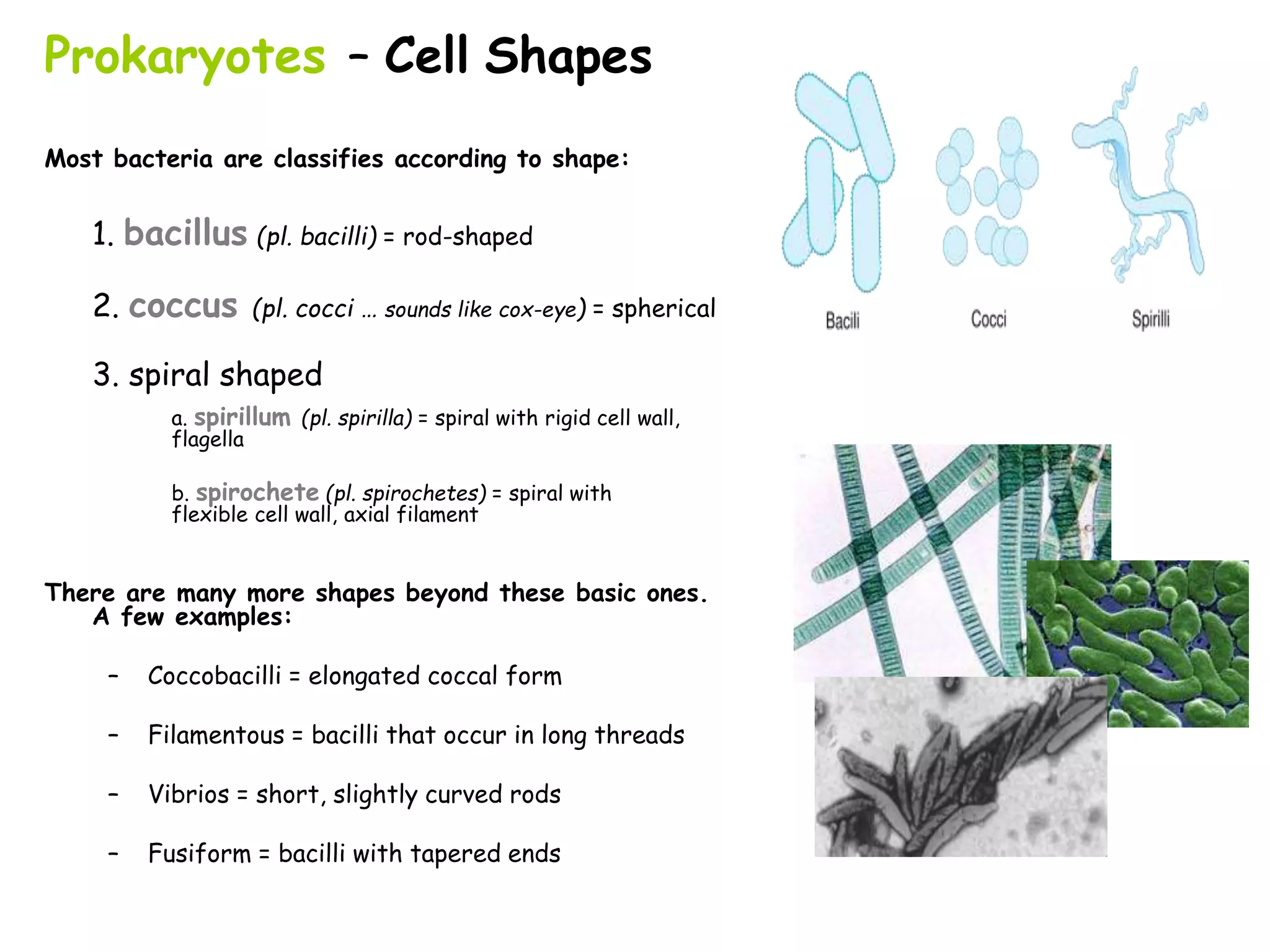 Prokaryotes – Cell Shapes
Most bacteria are classifies according to shape:
1. bacillus (pl. bacilli) = rod-shaped
2. coccus (pl. cocci … sounds like cox-eye) = spherical
3. spiral shaped
a. spirillum (pl. spirilla) = spiral with rigid cell wall,
flagella
b. spirochete (pl. spirochetes) = spiral with
flexible cell wall, axial filament
There are many more shapes beyond these basic ones.
A few examples:
– Coccobacilli = elongated coccal form
– Filamentous = bacilli that occur in long threads
– Vibrios = short, slightly curved rods
– Fusiform = bacilli with tapered ends
 