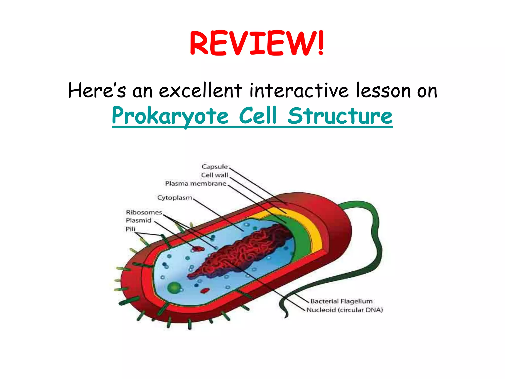 REVIEW!
Here’s an excellent interactive lesson on
Prokaryote Cell Structure
 