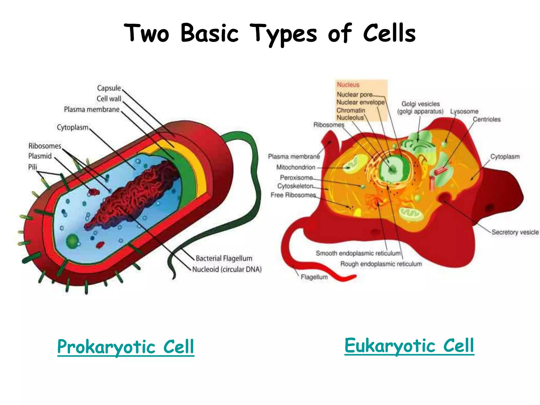 Two Basic Types of Cells
Eukaryotic Cell
Prokaryotic Cell
 
