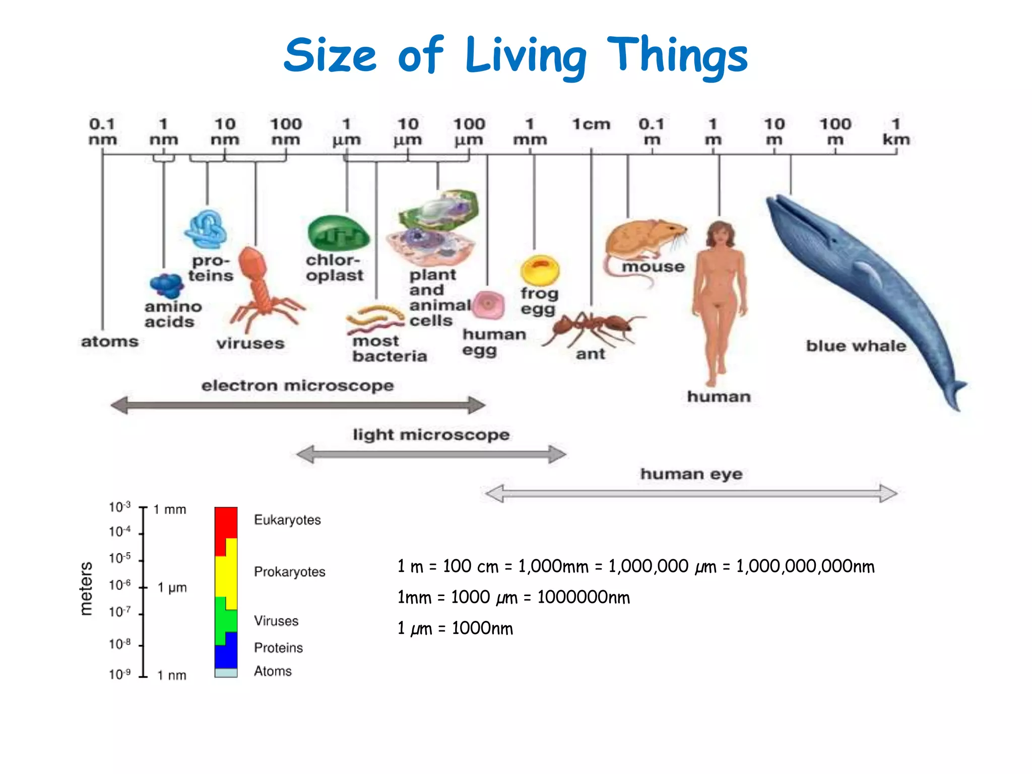 Size of Living Things
1 m = 100 cm = 1,000mm = 1,000,000 µm = 1,000,000,000nm
1mm = 1000 µm = 1000000nm
1 µm = 1000nm
 