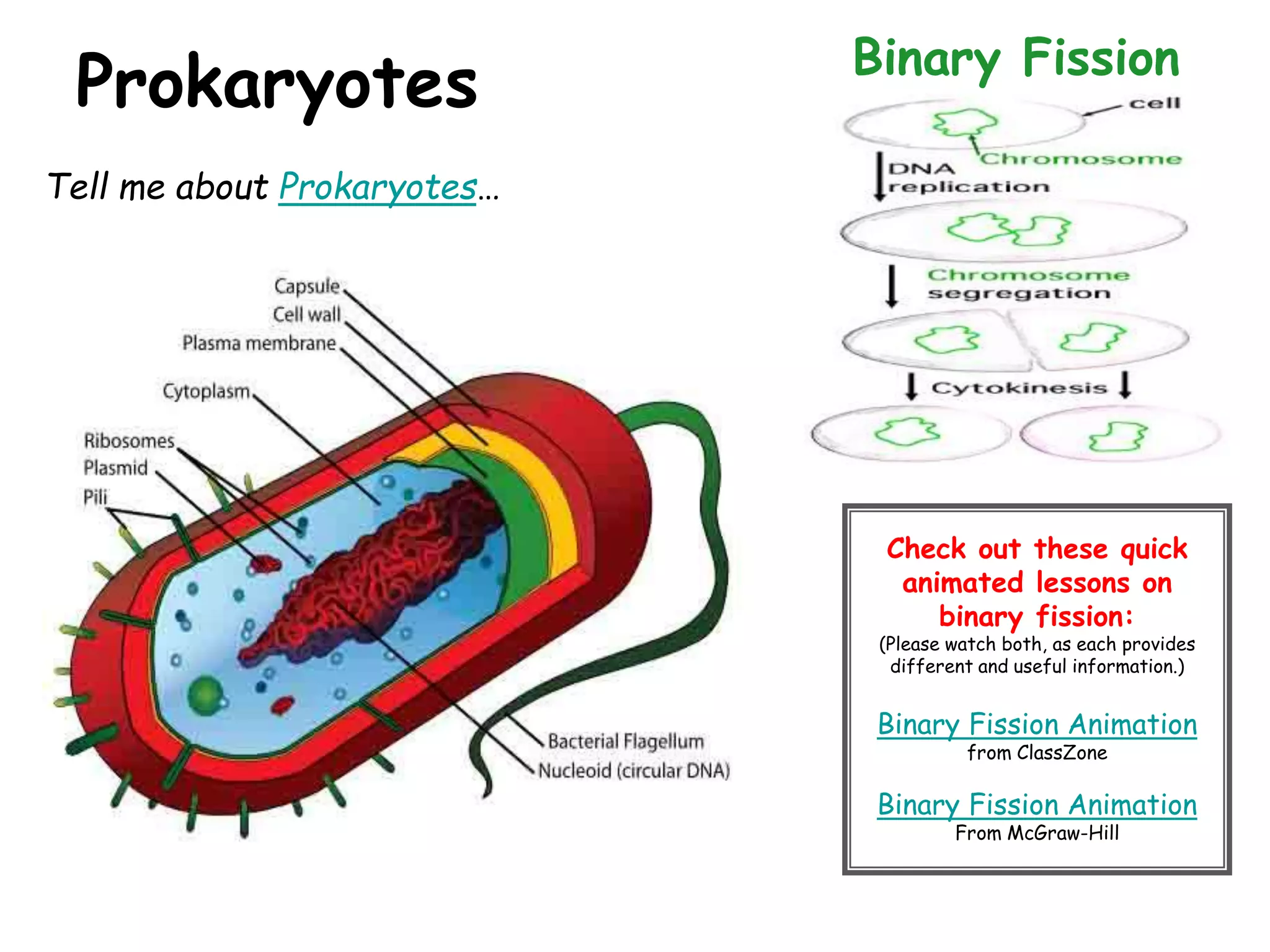 Prokaryotes
Tell me about Prokaryotes…
Binary Fission
Check out these quick
animated lessons on
binary fission:
(Please watch both, as each provides
different and useful information.)
Binary Fission Animation
from ClassZone
Binary Fission Animation
From McGraw-Hill
 
