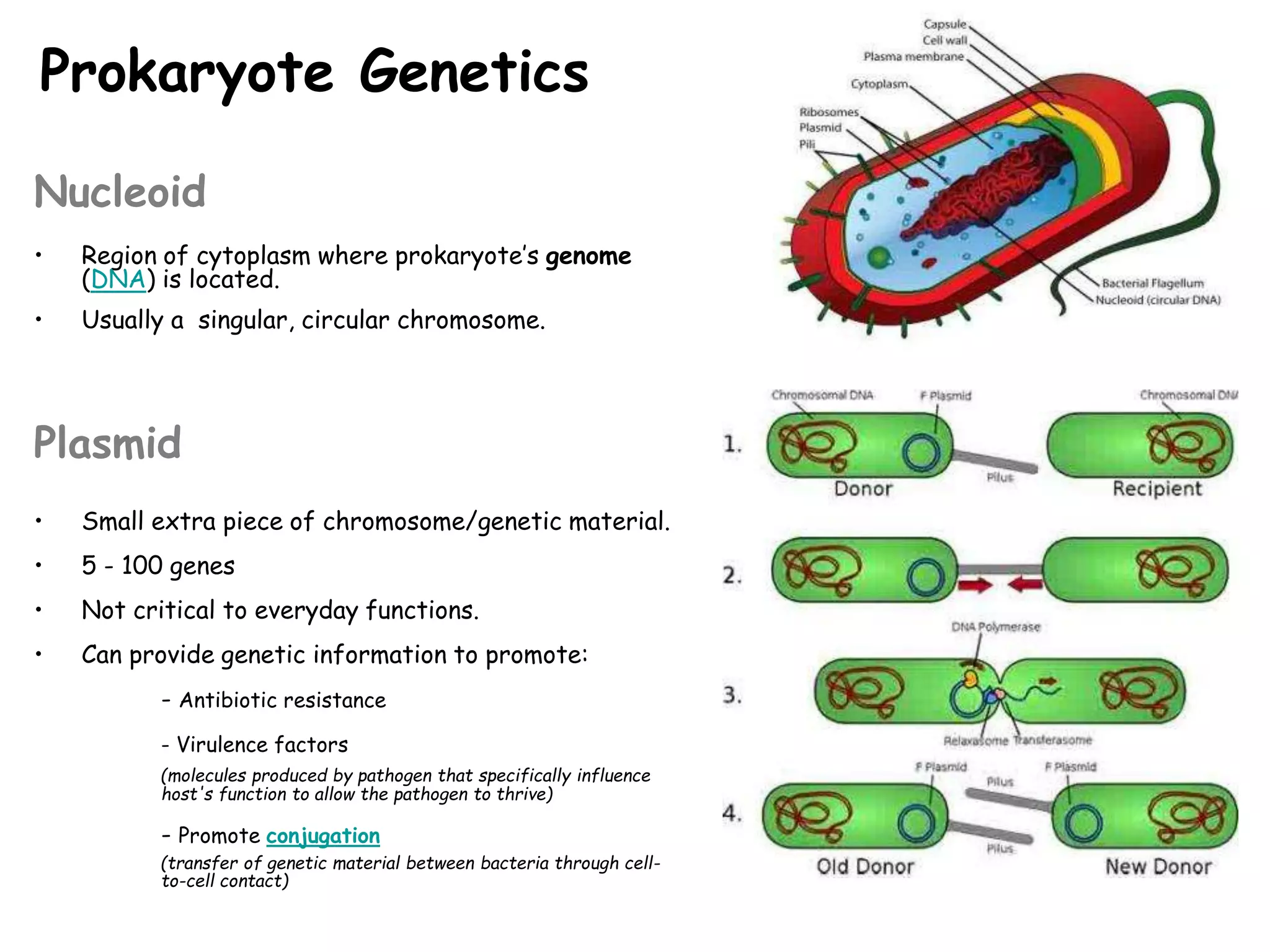 Prokaryote Genetics
Nucleoid
• Region of cytoplasm where prokaryote’s genome
(DNA) is located.
• Usually a singular, circular chromosome.
Plasmid
• Small extra piece of chromosome/genetic material.
• 5 - 100 genes
• Not critical to everyday functions.
• Can provide genetic information to promote:
- Antibiotic resistance
- Virulence factors
(molecules produced by pathogen that specifically influence
host's function to allow the pathogen to thrive)
- Promote conjugation
(transfer of genetic material between bacteria through cell-
to-cell contact)
 