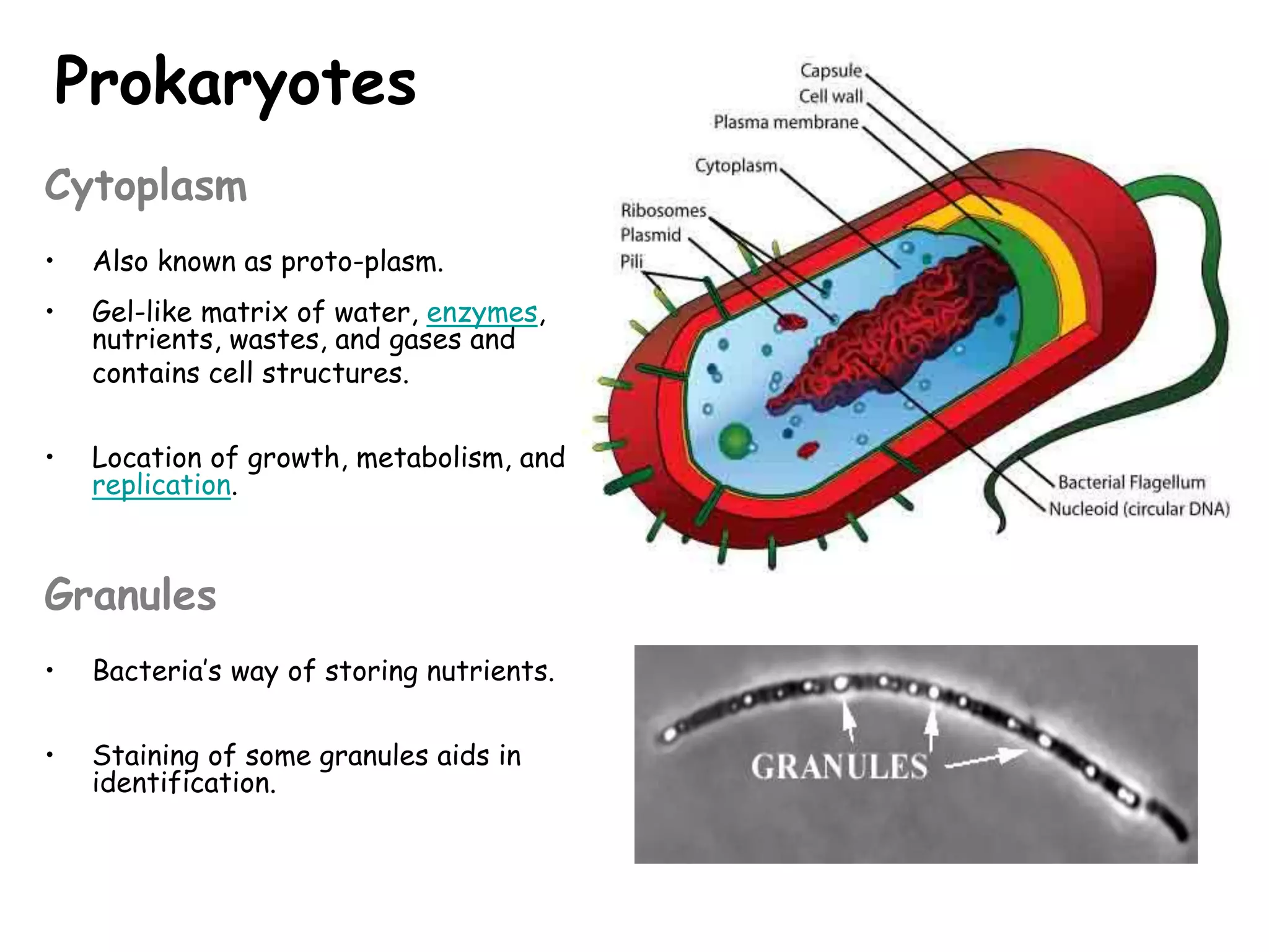 Prokaryotes
Cytoplasm
• Also known as proto-plasm.
• Gel-like matrix of water, enzymes,
nutrients, wastes, and gases and
contains cell structures.
• Location of growth, metabolism, and
replication.
Granules
• Bacteria’s way of storing nutrients.
• Staining of some granules aids in
identification.
 