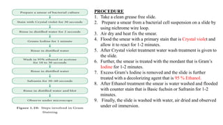 PROCEDURE
1. Take a clean grease free slide.
2. Prepare a smear from a bacterial cell suspension on a slide by
using nichrome wire loop.
3. Air dry and heat fix the smear.
4. Flood the smear with a primary stain that is Crystal violet and
allow it to react for 1-2 minutes.
5. After Crystal violet treatment water wash treatment is given to
the slide.
6. Further, the smear is treated with the mordant that is Gram’s
Iodine for 1-2 minutes.
7. Excess Gram’s Iodine is removed and the slide is further
treated with a decolorizing agent that is 95 % Ethanol.
8. After Ethanol treatment the smear is water washed and flooded
with counter stain that is Basic fuchsin or Safranin for 1-2
minutes.
9. Finally, the slide is washed with water, air dried and observed
under oil immersion.
 