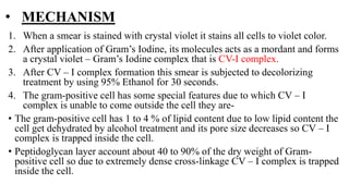 • MECHANISM
1. When a smear is stained with crystal violet it stains all cells to violet color.
2. After application of Gram’s Iodine, its molecules acts as a mordant and forms
a crystal violet – Gram’s Iodine complex that is CV-I complex.
3. After CV – I complex formation this smear is subjected to decolorizing
treatment by using 95% Ethanol for 30 seconds.
4. The gram-positive cell has some special features due to which CV – I
complex is unable to come outside the cell they are-
• The gram-positive cell has 1 to 4 % of lipid content due to low lipid content the
cell get dehydrated by alcohol treatment and its pore size decreases so CV – I
complex is trapped inside the cell.
• Peptidoglycan layer account about 40 to 90% of the dry weight of Gram-
positive cell so due to extremely dense cross-linkage CV – I complex is trapped
inside the cell.
 