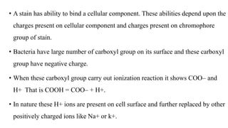 • A stain has ability to bind a cellular component. These abilities depend upon the
charges present on cellular component and charges present on chromophore
group of stain.
• Bacteria have large number of carboxyl group on its surface and these carboxyl
group have negative charge.
• When these carboxyl group carry out ionization reaction it shows COO– and
H+ That is COOH = COO– + H+.
• In nature these H+ ions are present on cell surface and further replaced by other
positively charged ions like Na+ or k+.
 