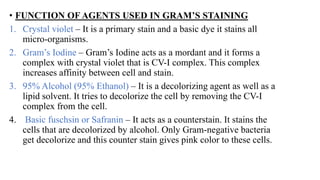 • MECHANISM
1. When a smear is stained with crystal violet it stains all cells to violet color.
2. After application of Gr...