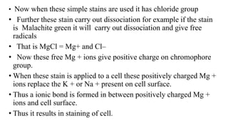 • Now when these simple stains are used it has chloride group
• Further these stain carry out dissociation for example if the stain
is Malachite green it will carry out dissociation and give free
radicals
• That is MgCl = Mg+ and Cl–
• Now these free Mg + ions give positive charge on chromophore
group.
• When these stain is applied to a cell these positively charged Mg +
ions replace the K + or Na + present on cell surface.
• Thus a ionic bond is formed in between positively charged Mg +
ions and cell surface.
• Thus it results in staining of cell.
 