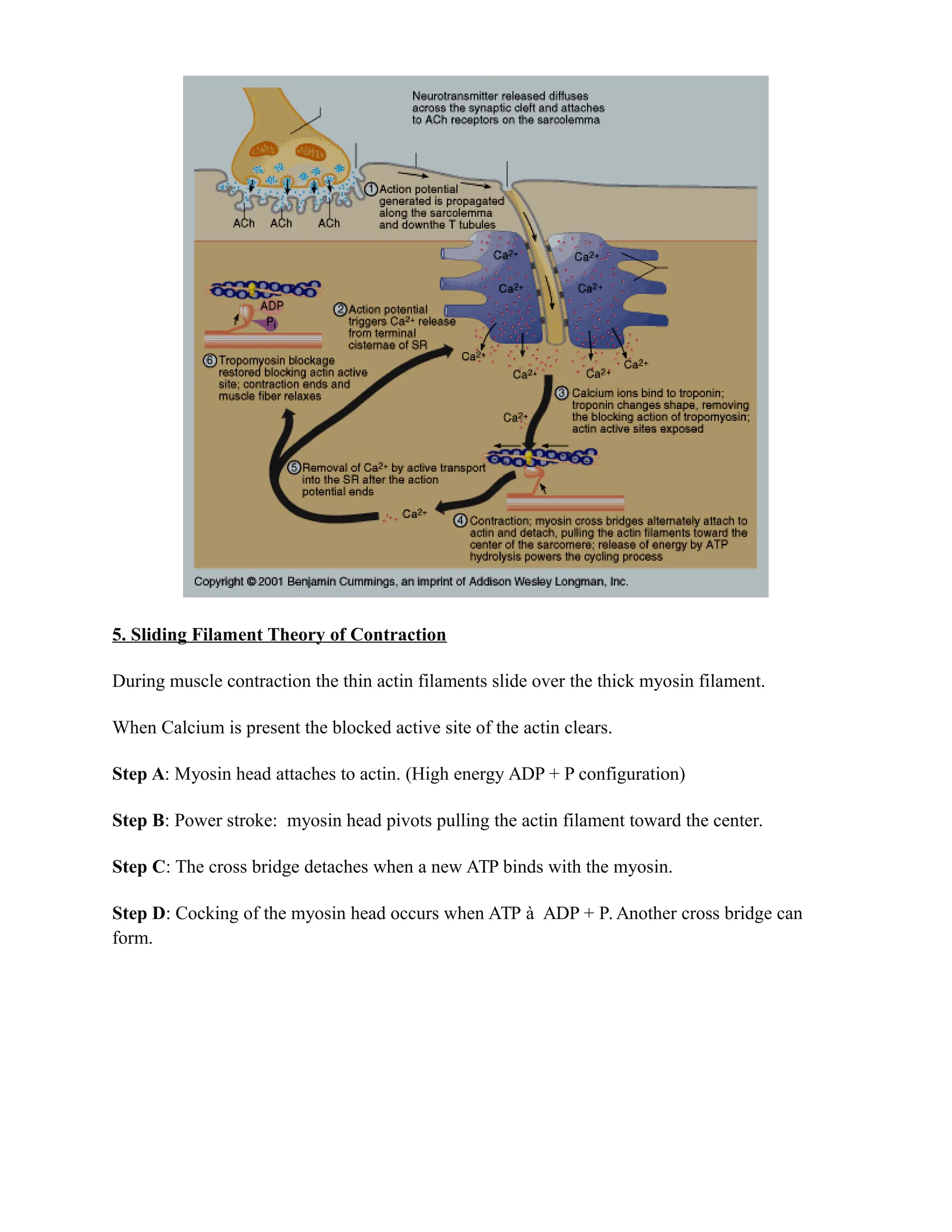 5. Sliding Filament Theory of Contraction
During muscle contraction the thin actin filaments slide over the thick myosin filament.
When Calcium is present the blocked active site of the actin clears.
Step A: Myosin head attaches to actin. (High energy ADP + P configuration)
Step B: Power stroke: myosin head pivots pulling the actin filament toward the center.
Step C: The cross bridge detaches when a new ATP binds with the myosin.
Step D: Cocking of the myosin head occurs when ATP à ADP + P. Another cross bridge can
form.
 