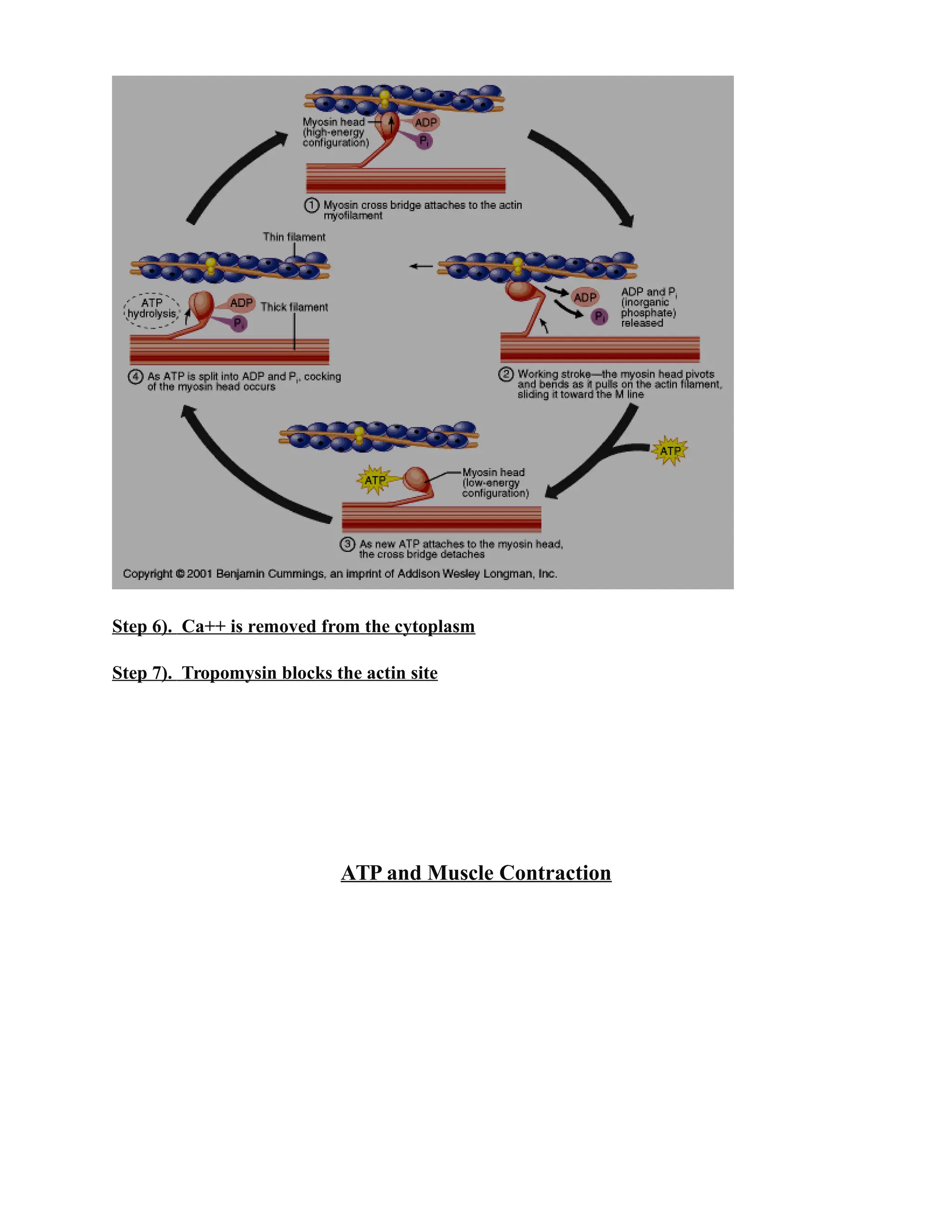 Step 6). Ca++ is removed from the cytoplasm
Step 7). Tropomysin blocks the actin site
ATP and Muscle Contraction
 