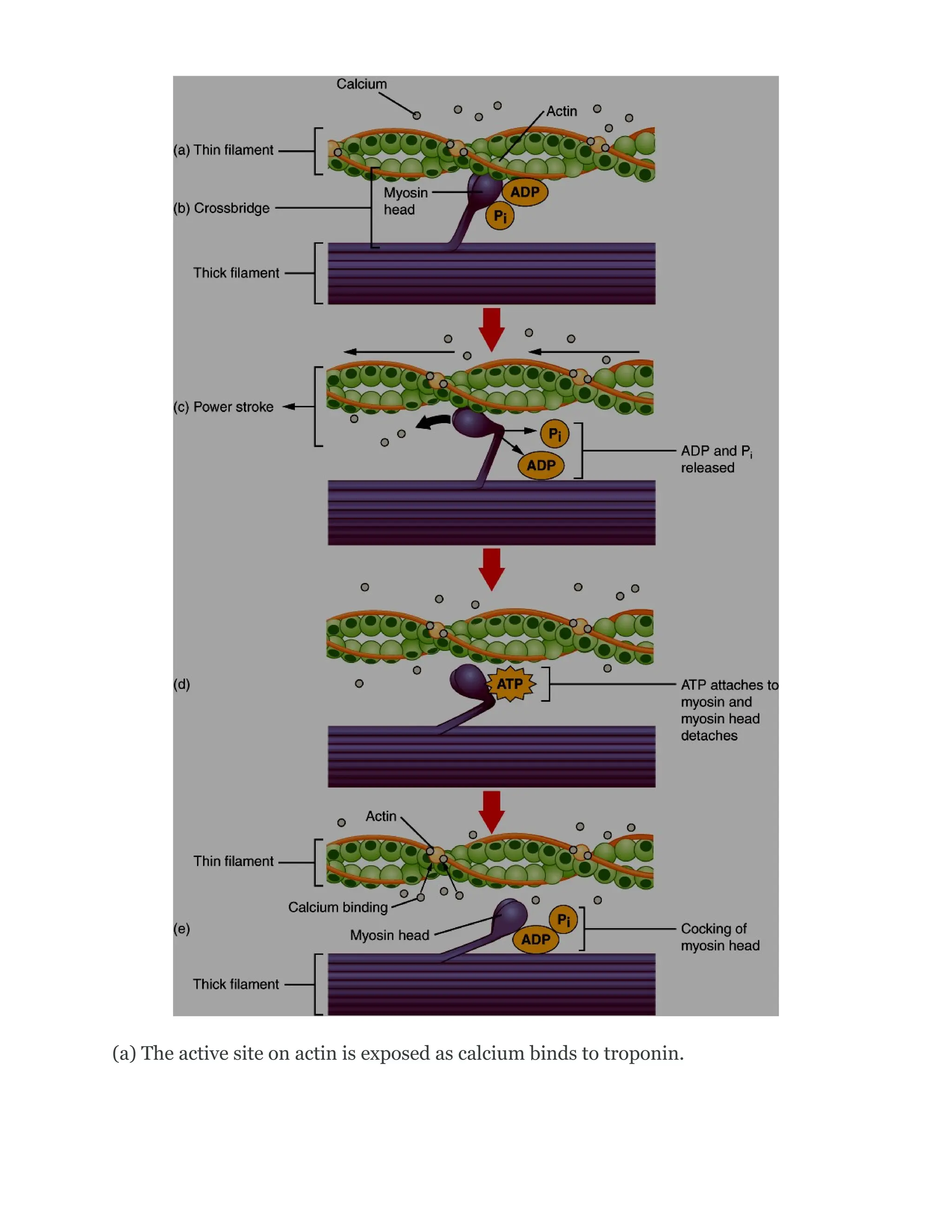 (a) The active site on actin is exposed as calcium binds to troponin.
 
