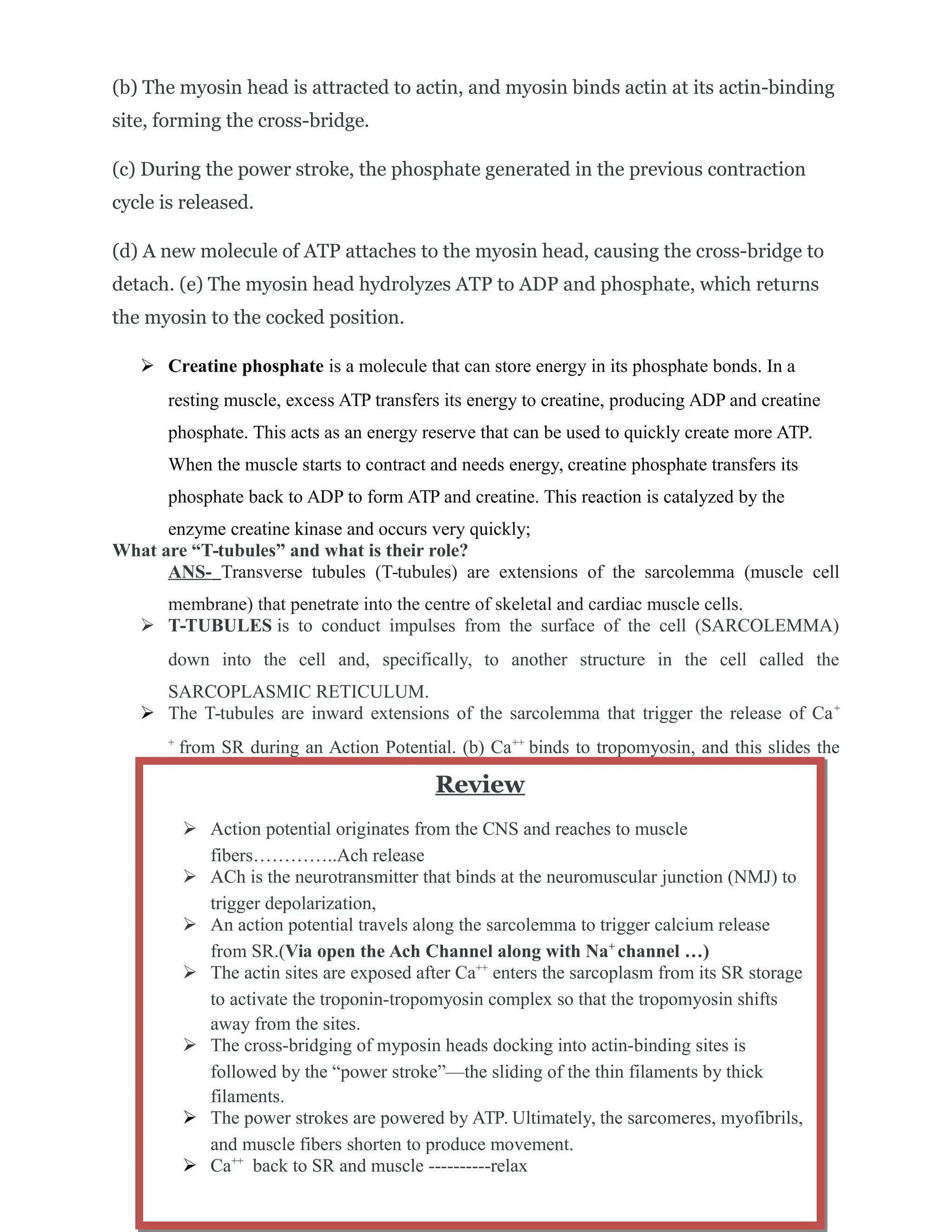 (b) The myosin head is attracted to actin, and myosin binds actin at its actin-binding
site, forming the cross-bridge.
(c) During the power stroke, the phosphate generated in the previous contraction
cycle is released.
(d) A new molecule of ATP attaches to the myosin head, causing the cross-bridge to
detach. (e) The myosin head hydrolyzes ATP to ADP and phosphate, which returns
the myosin to the cocked position.
 Creatine phosphate is a molecule that can store energy in its phosphate bonds. In a
resting muscle, excess ATP transfers its energy to creatine, producing ADP and creatine
phosphate. This acts as an energy reserve that can be used to quickly create more ATP.
When the muscle starts to contract and needs energy, creatine phosphate transfers its
phosphate back to ADP to form ATP and creatine. This reaction is catalyzed by the
enzyme creatine kinase and occurs very quickly;
What are “T-tubules” and what is their role?
ANS- Transverse tubules (T-tubules) are extensions of the sarcolemma (muscle cell
membrane) that penetrate into the centre of skeletal and cardiac muscle cells.
 T-TUBULES is to conduct impulses from the surface of the cell (SARCOLEMMA)
down into the cell and, specifically, to another structure in the cell called the
SARCOPLASMIC RETICULUM.
 The T-tubules are inward extensions of the sarcolemma that trigger the release of Ca+
+
from SR during an Action Potential. (b) Ca++
binds to tropomyosin, and this slides the
tropomyosin rods away from the binding sites.
Review
 Action potential originates from the CNS and reaches to muscle
fibers…………..Ach release
 ACh is the neurotransmitter that binds at the neuromuscular junction (NMJ) to
trigger depolarization,
 An action potential travels along the sarcolemma to trigger calcium release
from SR.(Via open the Ach Channel along with Na+
channel …)
 The actin sites are exposed after Ca++
enters the sarcoplasm from its SR storage
to activate the troponin-tropomyosin complex so that the tropomyosin shifts
away from the sites.
 The cross-bridging of myposin heads docking into actin-binding sites is
followed by the “power stroke”—the sliding of the thin filaments by thick
filaments.
 The power strokes are powered by ATP. Ultimately, the sarcomeres, myofibrils,
and muscle fibers shorten to produce movement.
 Ca++
back to SR and muscle ----------relax
 